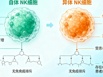 NK細(xì)胞：自體與異體的 “免疫戰(zhàn)士”，究竟有何不同？