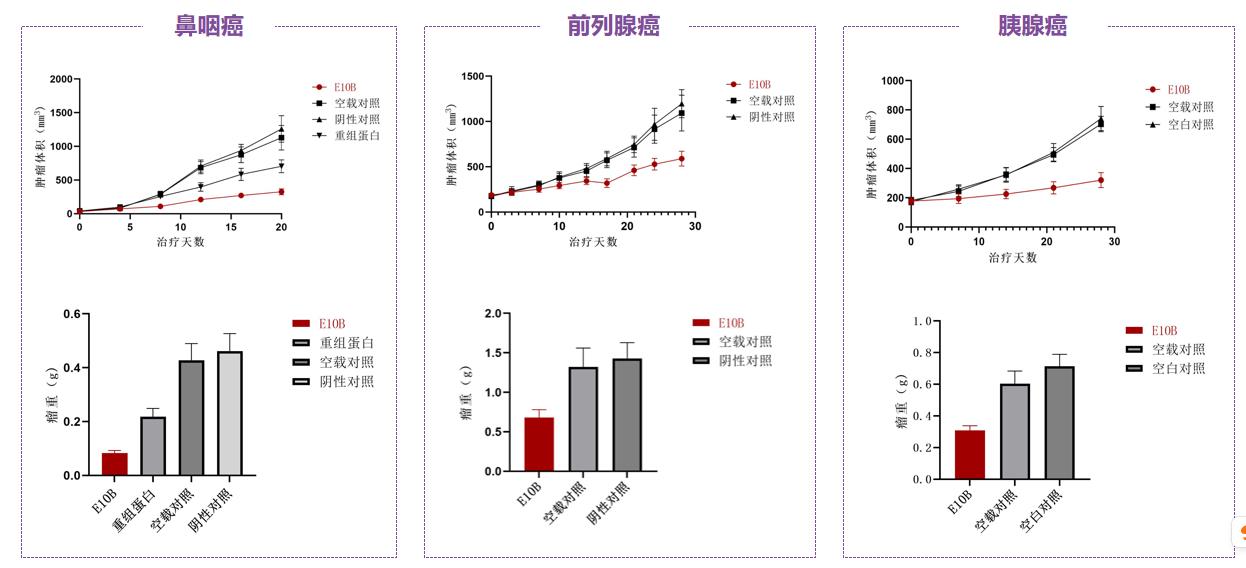 E10B抗腫瘤效果
