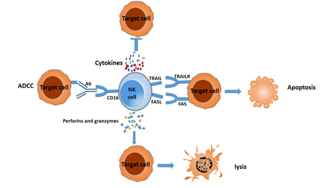 自體自然殺傷細胞注射液（E10H）
