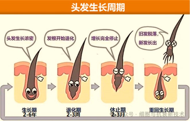 頭發(fā)生長周期
