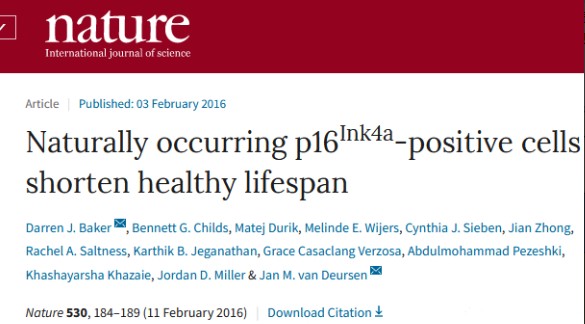 清除衰老的細(xì)胞，對(duì)延緩衰老具有顯著作用，NK細(xì)胞可以發(fā)揮這方面的功能。